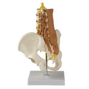 오픈메디칼ZIMMER 요추 골반모형 E4050 신경근육포함 인체해부모형
