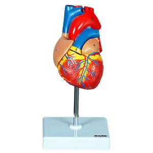 오픈메디칼2분리 인체 심장모형 16007 보건교육