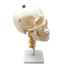 오픈메디칼4분리 경추 두개골모형 kar11111-3 인체 머리뼈모형